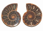 Front (Pair): Fossil Ammonite: Cut and Polished