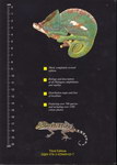 Back Cover: A Field Guide to the Amphibians and...