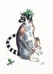 Front: Ring-Tailed Lemur: Lemur catta