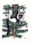 Front: Black-&-White Ruffed Lemur: Varecia...