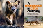 Article: BBC Wildlife: October 2011, Volume ...