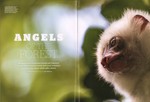 Article First Page: BBC Wildlife: Spring 2019, Volume 3...