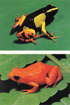 Mantella Postcard