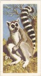 Ring-Tailed Lemur