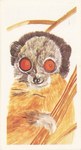 Nossi-Be Sportive Lemur