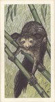 Front: Aye-Aye: (Daubentonia madagascarien...