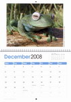 December Page: Frogs of Madagascar Calendar: Photo...
