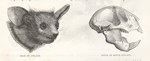 Figure Detail: The Aye-Aye: Cassell's Popular Natu...