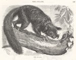 Figure Detail: The Aye-Aye: Cassell's Popular Natu...