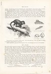 Front: The Aye-Aye: Cassell's Popular Natu...