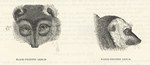 Front: Black-Fronted Lemur & White-Fronted...