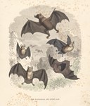 Front: The Madagascar and Other Bats: Cass...