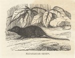 Front: Madagascar Shrew: Cassell's Popular...