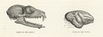 Skull of Red Lemur & Brain of Red Lemur