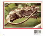 Back Cover: Chameleons on Location