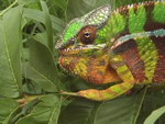 Freeze-Frame: The Chameleons of Madagascar