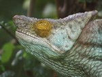 Freeze-Frame: The Chameleons of Madagascar