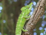 Freeze-Frame: The Chameleons of Madagascar