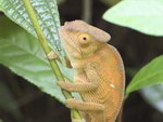 Freeze-Frame: The Chameleons of Madagascar