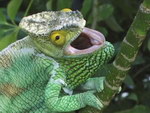 Freeze-Frame: The Chameleons of Madagascar