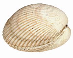 Shell: Cockle Shell: from Nosy Mangabe