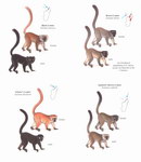 Example Page: Lemurs of Madagascar: Diurnal & Cat...