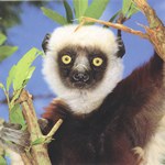 Front: Coquerel's sifaka (Propithecus coqu...