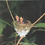 Front: Paradise flycatcher clicks (Terpsip...