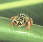 Front: White spotted reed frog (Heterixalu...