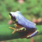 Front: Reed frog (Hererixalus madagascarie...