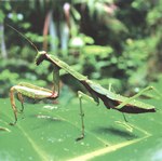 Front: Praying mantis, Madagascar