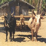 Front: Zebu Cattle