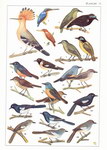 Plate 13: Faune de Madagascar: XXXV: Oiseaux:...