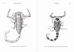 Pages 60 & 61: Faune de Madagascar: 87: Scorpions ...