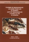 Fourmis de Madagascar / Ants of Madagascar