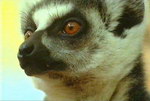 Freeze-Frame: Gangland Lemurs