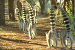 Freeze-Frame: Gangland Lemurs