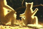 Freeze-Frame: Gangland Lemurs