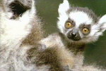 Freeze-Frame: Gangland Lemurs