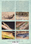 Back Cover: Geckos of Madagascar, the Seychelle...