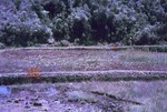 Image: Japanese planted rice: Farm school,...