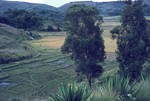 Valley of rice paddies