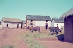 Image: Zebu cattle: Antanetibe