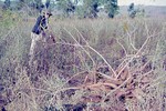 Image: Harvesting manioc [cassava]: Antane...