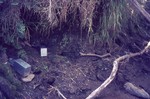 Image: Traps for aquatic tenrecs: Antsampa...