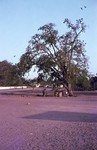 Tree with many pied crows