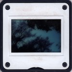 Slide Frame: Large bird in a tree: Ejeda