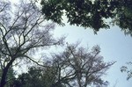 Image: Large bird in a tree: Ejeda