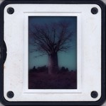 Slide Frame: Baobab: Ejeda