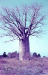 Image: Baobab: Ejeda